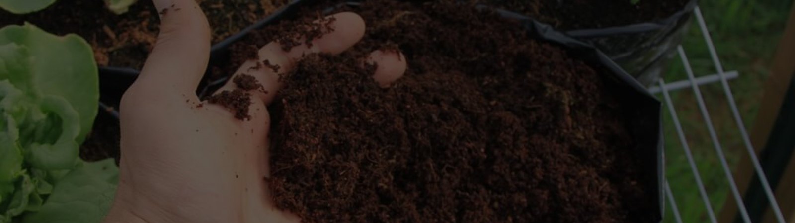 Ana Growers background