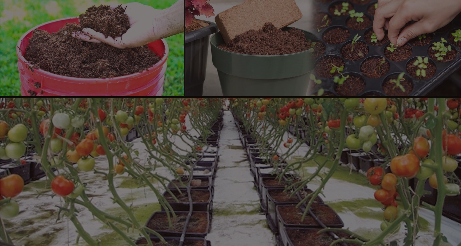 Coco Peat product view 2