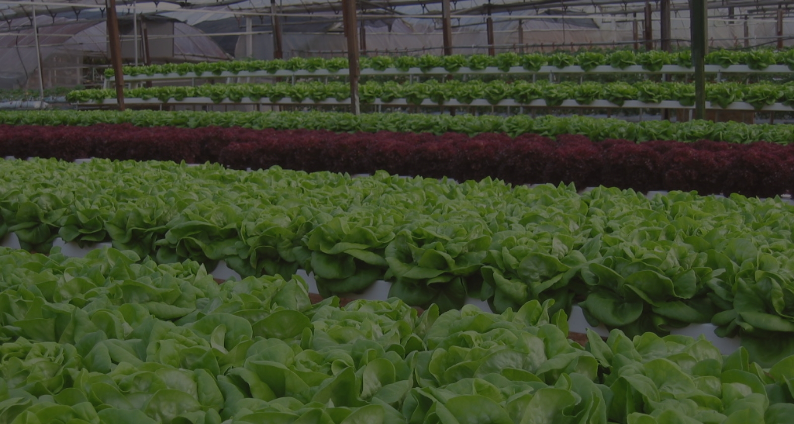 Grow Bags product view 2